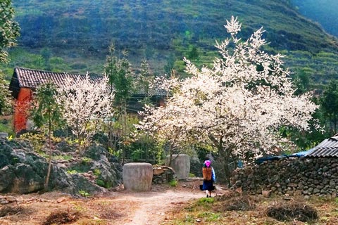 Sapa Tour: Cat Cat, Lao Chai - Ta Van, Ta Phin