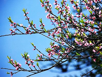 Fanxipan mountain: The season of rhododendron flowers