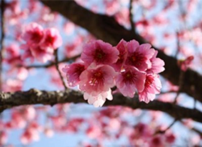 Gorgeous cherry blossoms in Sapa town