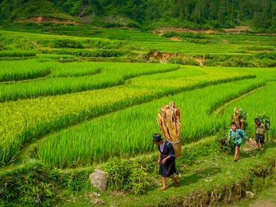 Terraced fields transplanting season